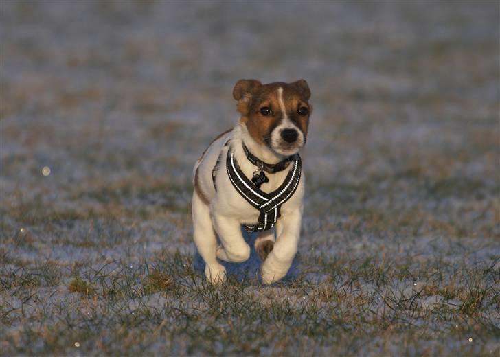 Jack russell terrier Milo billede 9