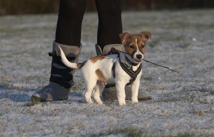 Jack russell terrier Milo billede 10