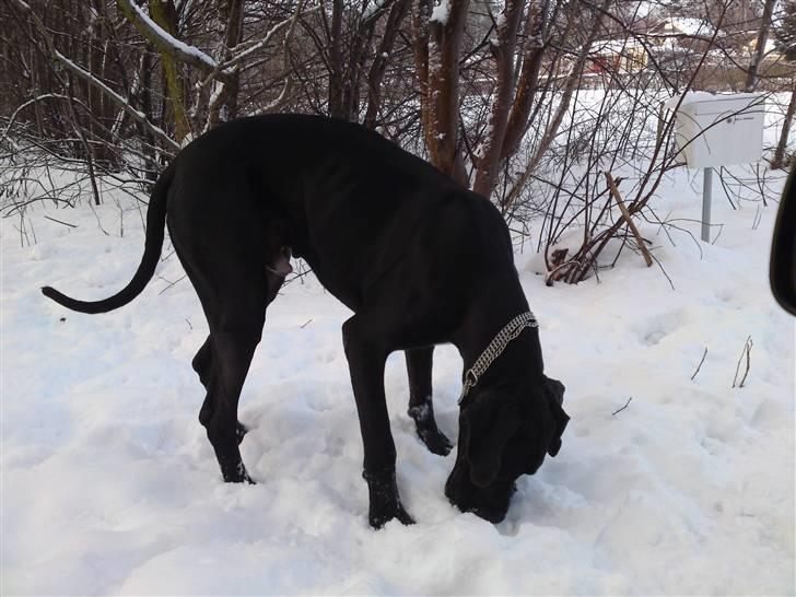 Grand danois asland billede 8