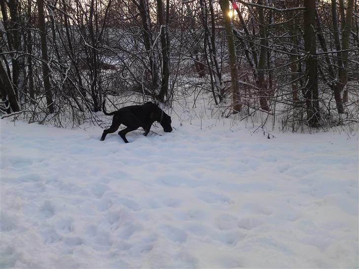 Grand danois asland billede 9