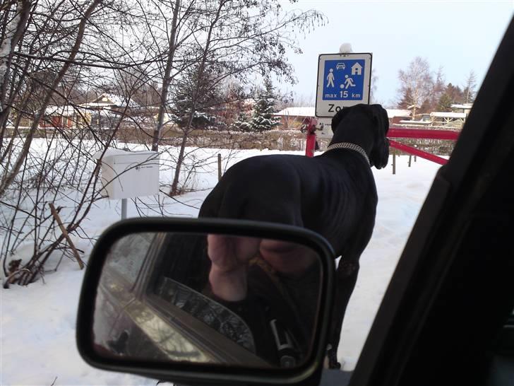 Grand danois asland billede 10