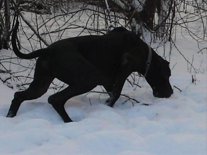 Grand danois asland billede 11