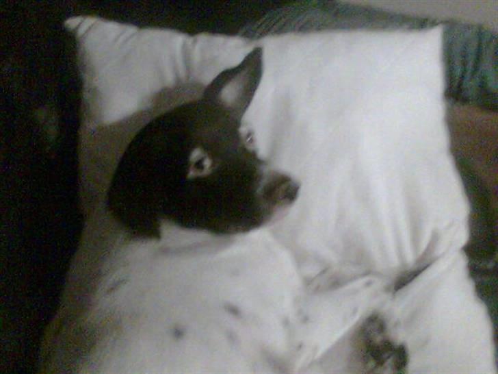 Dansk svensk gaardhund Nala "Himmelhund" billede 8