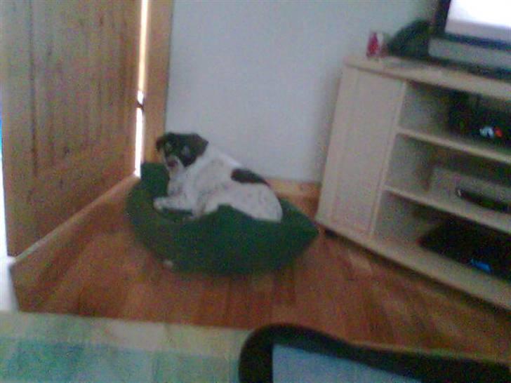 Dansk svensk gaardhund Nala "Himmelhund" billede 9