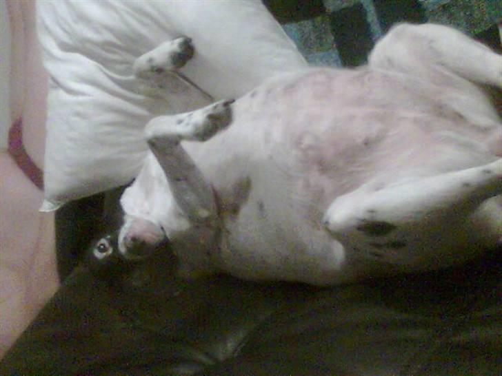 Dansk svensk gaardhund Nala "Himmelhund" billede 10