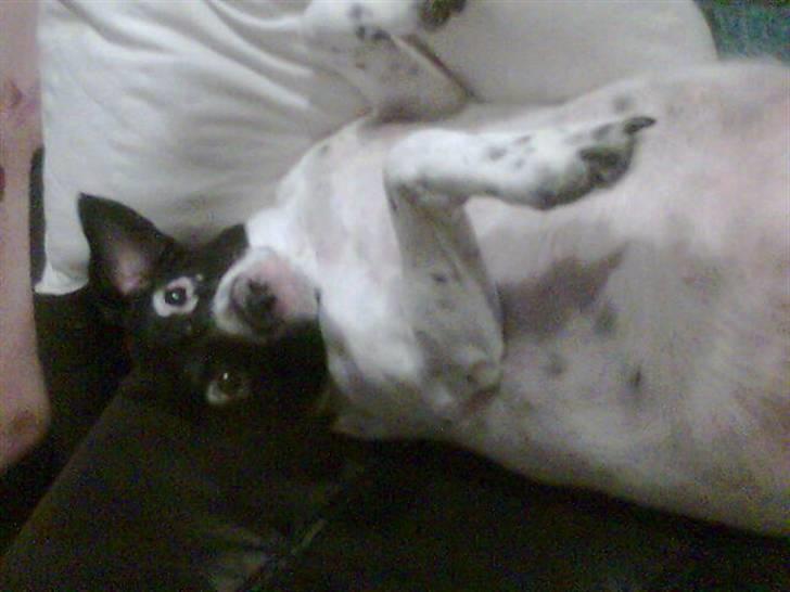 Dansk svensk gaardhund Nala "Himmelhund" billede 11