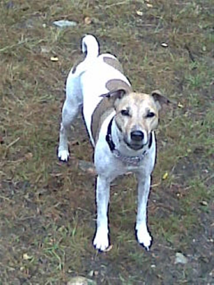 Jack russell terrier Freja "Himmelhund" billede 4