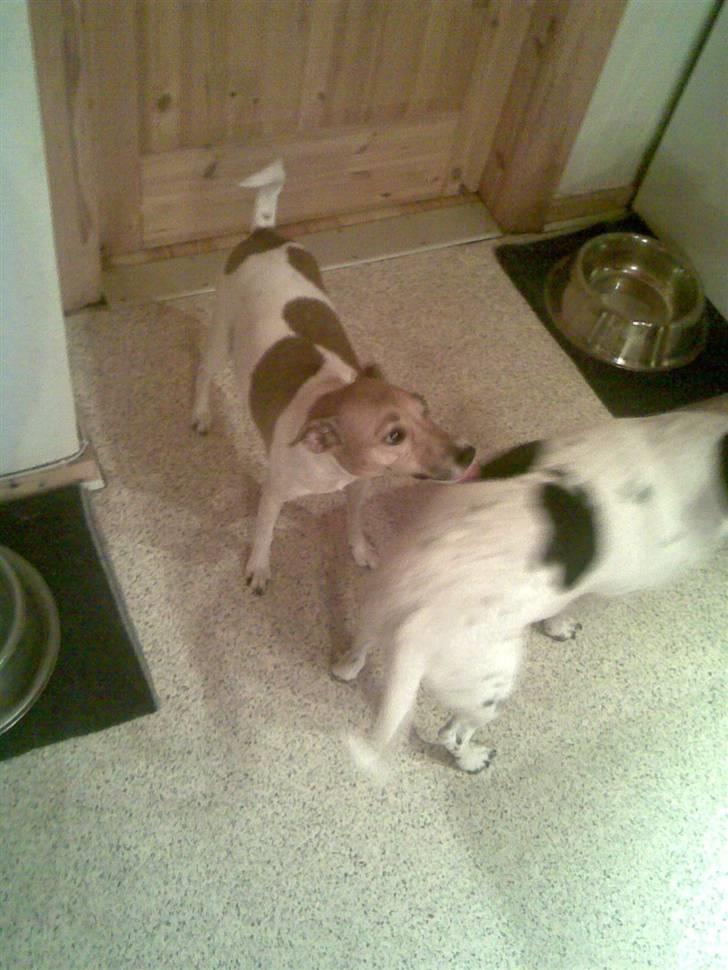 Jack russell terrier Freja "Himmelhund" billede 5