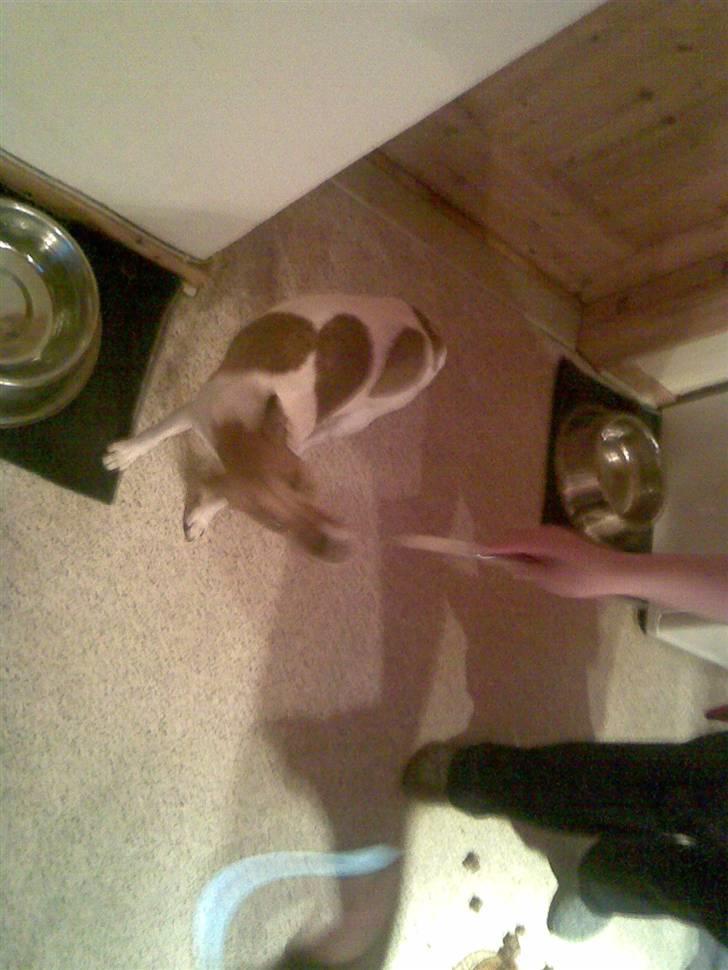 Jack russell terrier Freja "Himmelhund" billede 6