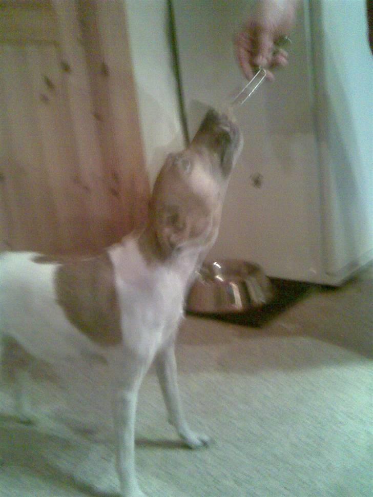 Jack russell terrier Freja "Himmelhund" billede 7