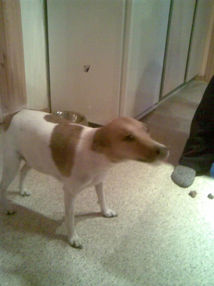 Jack russell terrier Freja "Himmelhund" billede 8