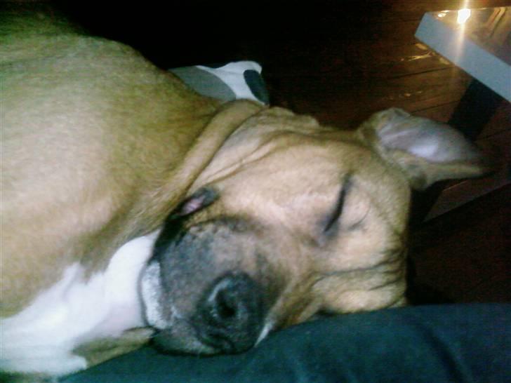 Blanding af racer Madikken billede 1