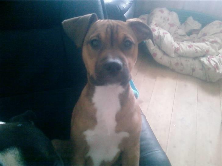 Blanding af racer Madikken billede 2