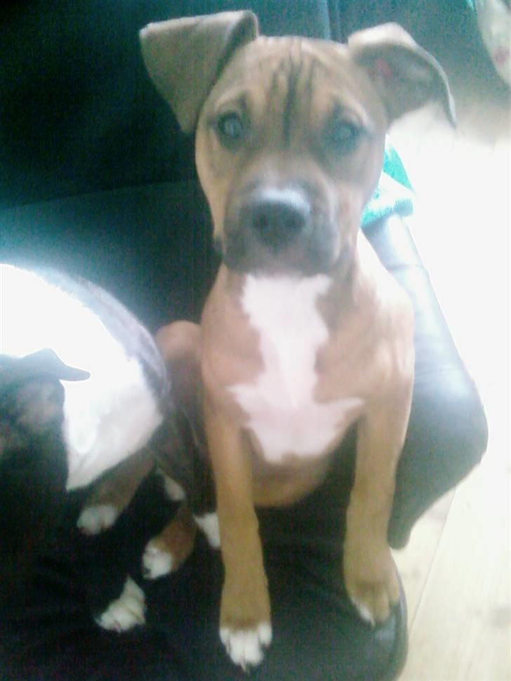 Blanding af racer Madikken billede 3