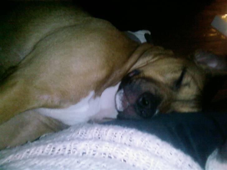 Blanding af racer Madikken billede 4