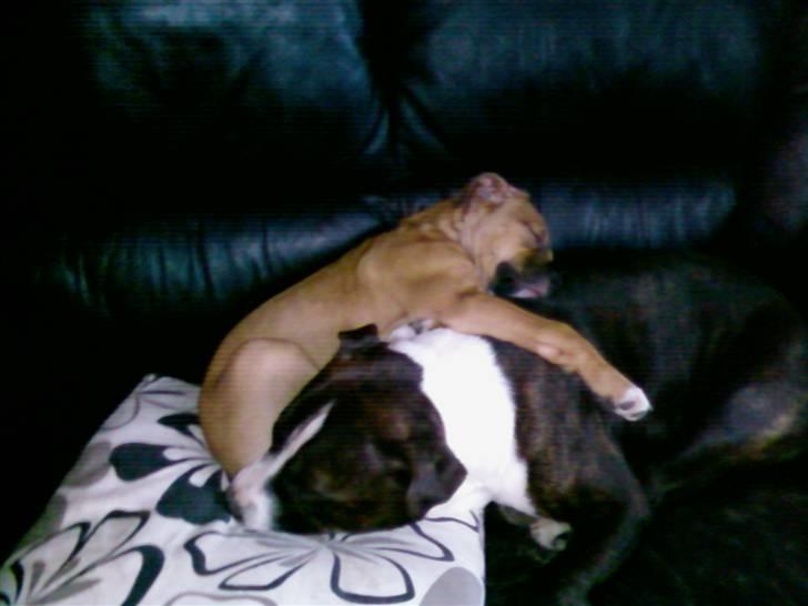 Blanding af racer Madikken billede 5