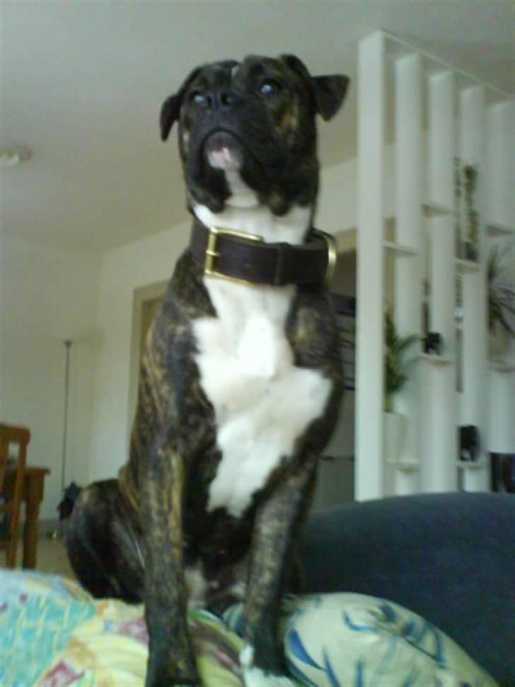 Blanding af racer Madikken - Min Mor Gaia billede 6