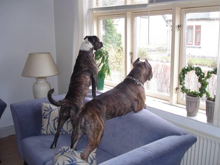 Blanding af racer Madikken - mine flotte forældre;) billede 8