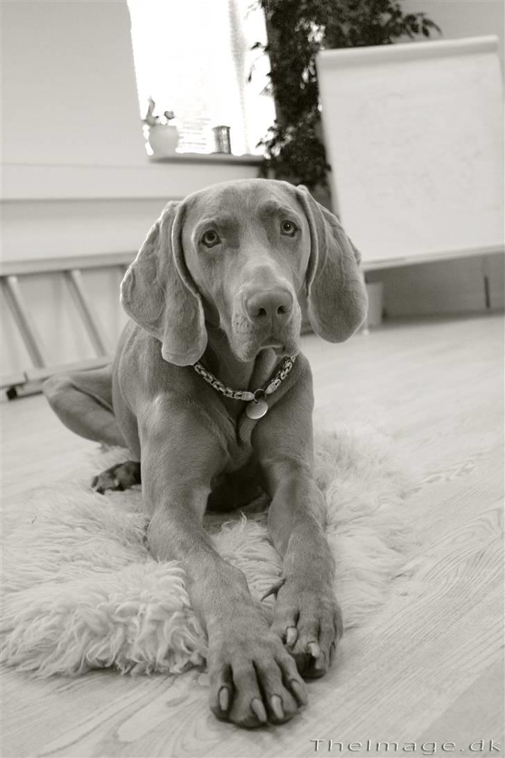 Weimaraner Bomlaz im Stoffer billede 1