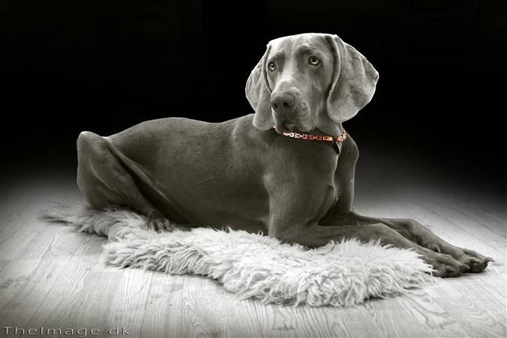 Weimaraner Bomlaz im Stoffer billede 2