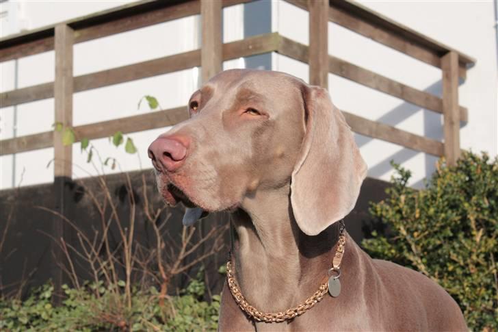 Weimaraner Bomlaz im Stoffer billede 3