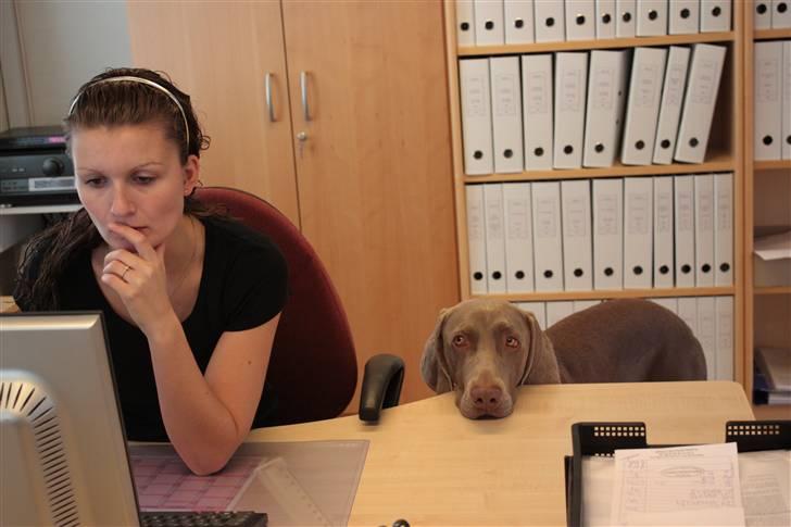 Weimaraner Bomlaz im Stoffer - Basse synes det er hårdt at hjælpe til på jobbet billede 7