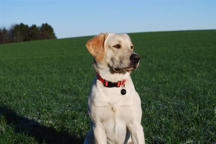 Labrador retriever Cooper - Cooperlicious :o)) billede 20