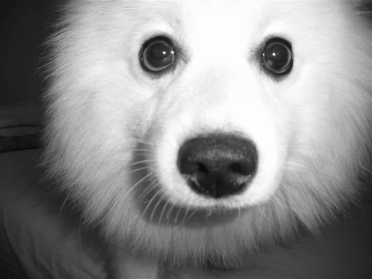 Japansk spids Wilbur billede 11