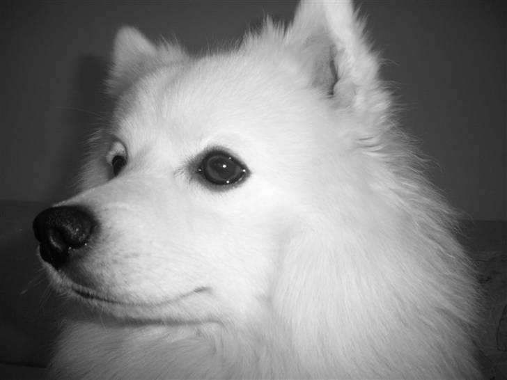 Japansk spids Wilbur billede 12