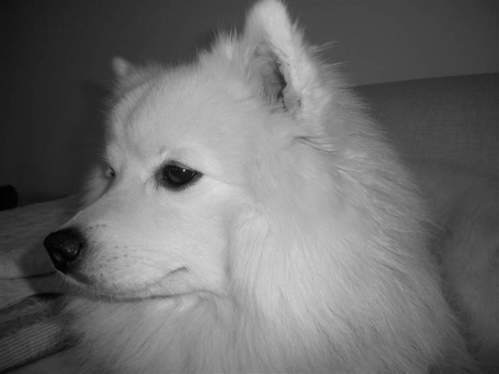 Japansk spids Wilbur billede 13