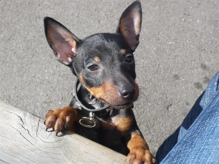 Dvaergpinscher Rødkildes - Murphi - Hej, mit navn er Murphi. Dette billede er taget i august 2009, hvor jeg var 8 uger gammel og lige blevet hentet hjem fra Rødkildes Kennel til mit nye hjem i Kbh. :) billede 1