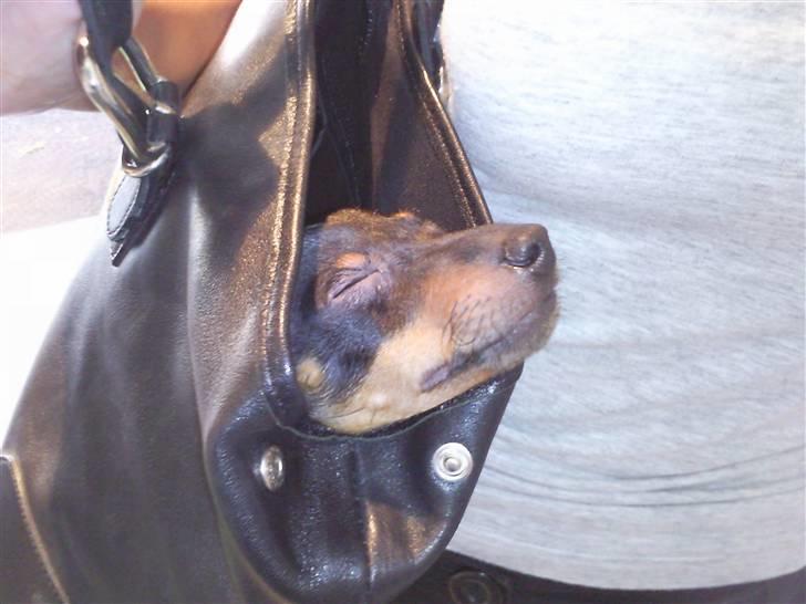 Dvaergpinscher Rødkildes - Murphi - Murphi blev transporteret rundt i en taske som lille hvalp... billede 2