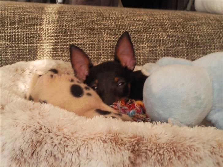 Dvaergpinscher Rødkildes - Murphi - En træt lille Murphi :) billede 3