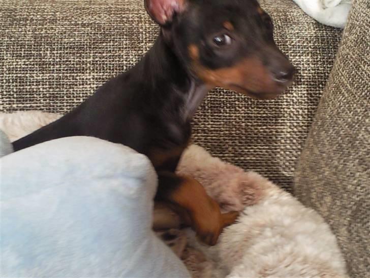 Dvaergpinscher Rødkildes - Murphi - Hmmm.....hvem tager et billede af mig :) billede 4