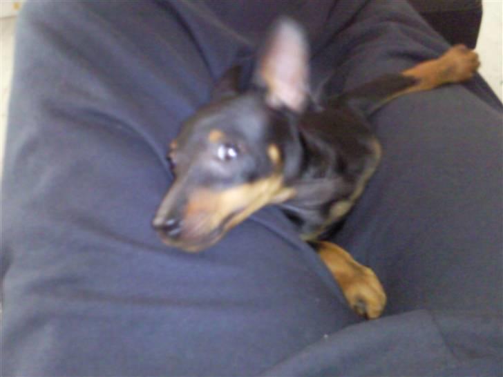 Dvaergpinscher Rødkildes - Murphi - Murphi kæmper sig fri..... billede 5