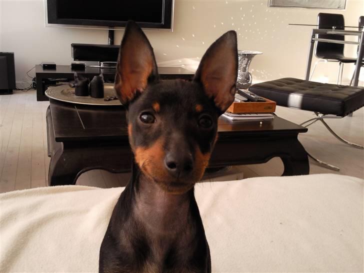 Dvaergpinscher Rødkildes - Murphi - En glad og smilende Murphi :) billede 6