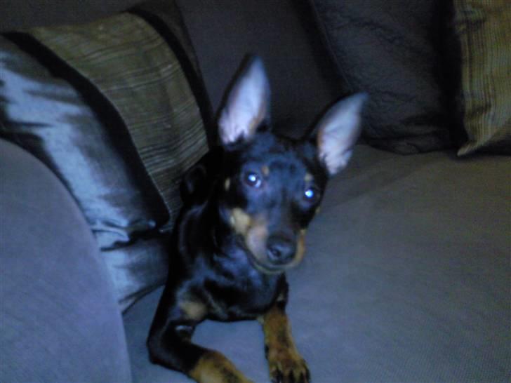 Dvaergpinscher Rødkildes - Murphi billede 7