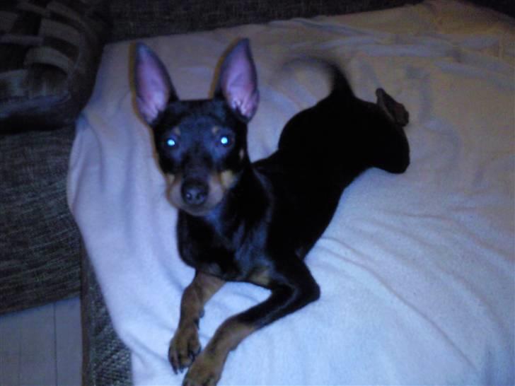 Dvaergpinscher Rødkildes - Murphi billede 8