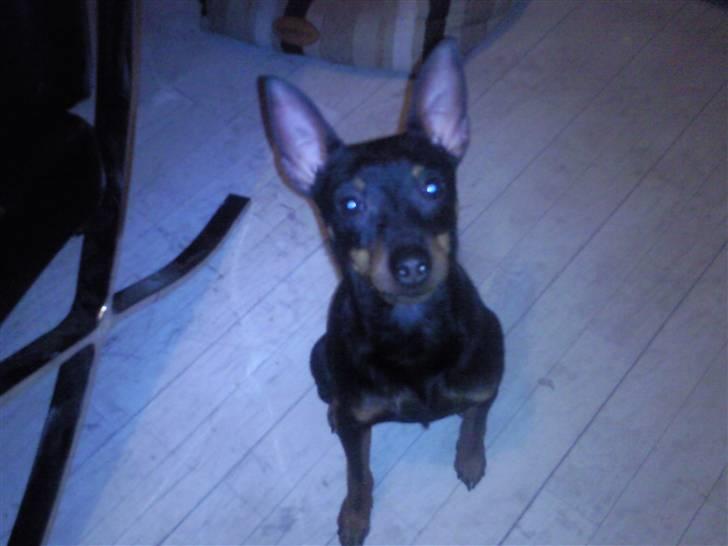 Dvaergpinscher Rødkildes - Murphi - Murphi sætter sig ned, da der er blevet sagt SIT.... billede 9