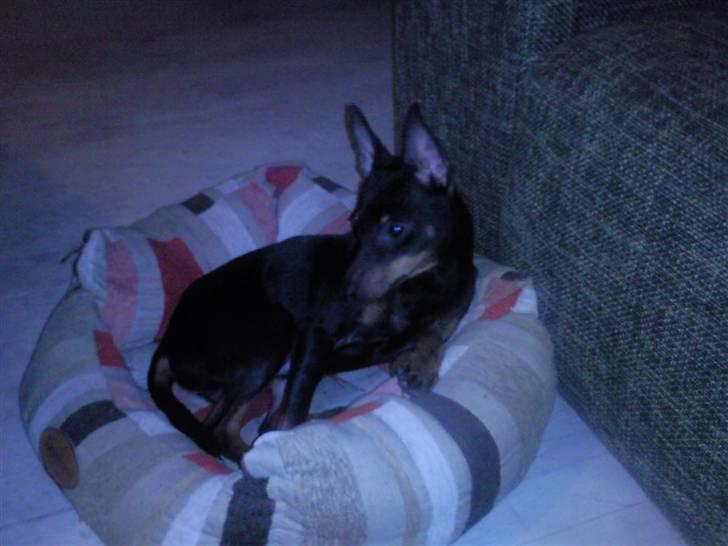 Dvaergpinscher Rødkildes - Murphi - Puha, det er hårdt at være hund en gang imellem.....Murphi er træt..... billede 10