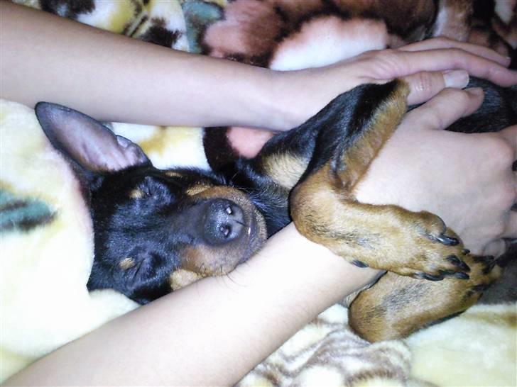 Dvaergpinscher Rødkildes - Murphi - En kærlig og træt Murphi om aftenen på sofaen..... billede 11