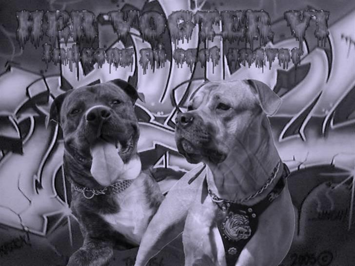 Blanding af racer $ Dollar $ billede 19