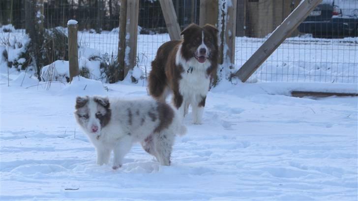 Border collie Talent - Mig og min smukke FAR billede 9