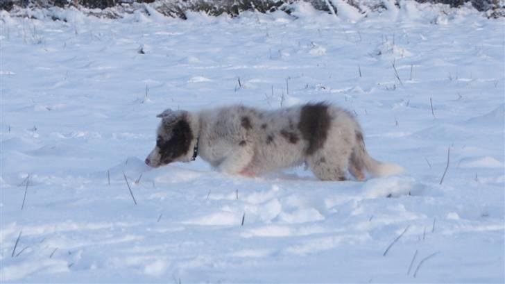 Border collie Talent billede 10