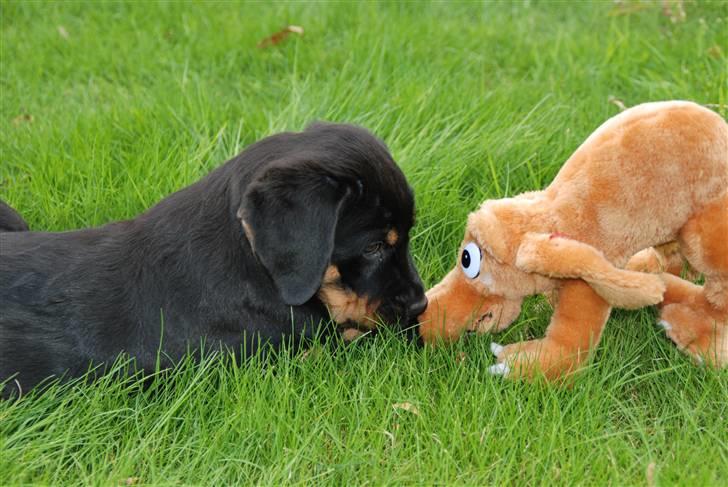 Rottweiler Amaroq billede 14