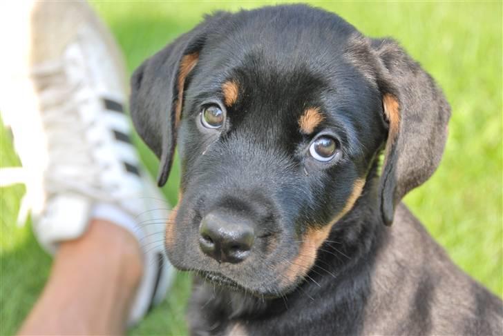 Rottweiler Amaroq billede 15