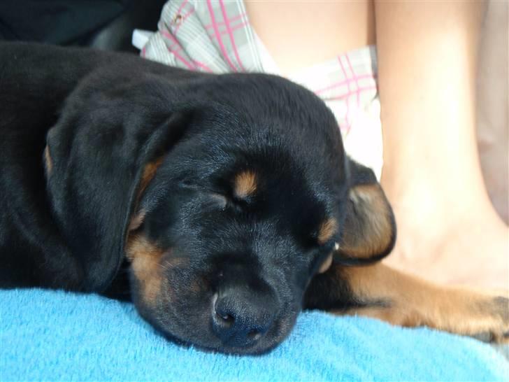 Rottweiler Amaroq billede 16