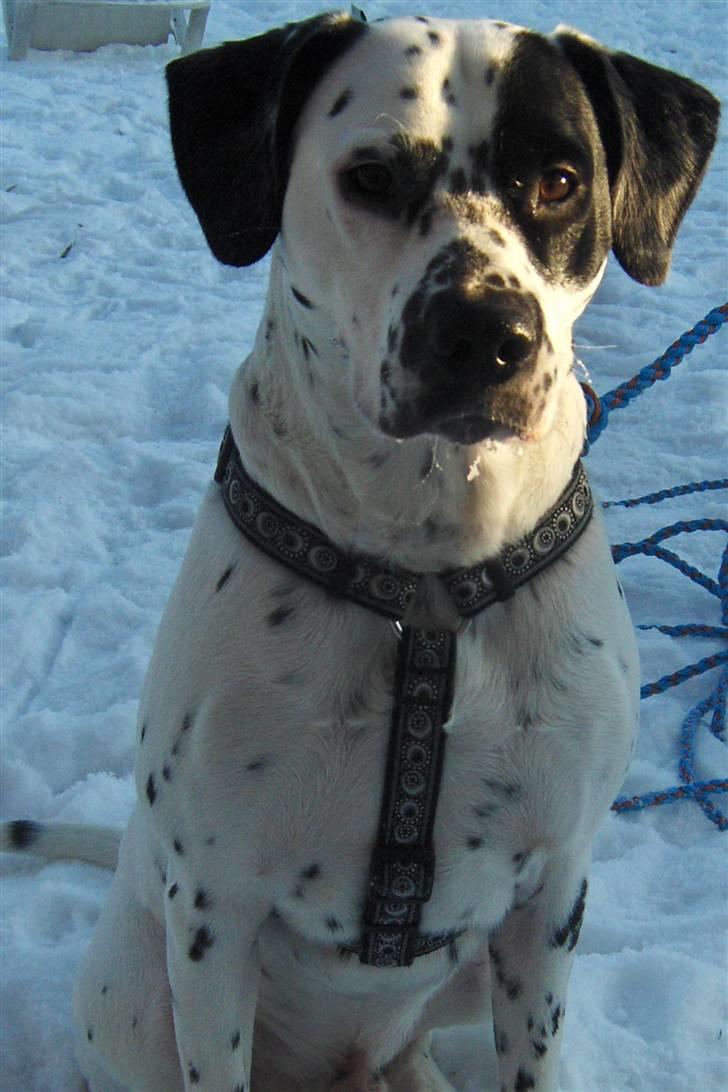 Blanding af racer pongo R.I.P billede 1