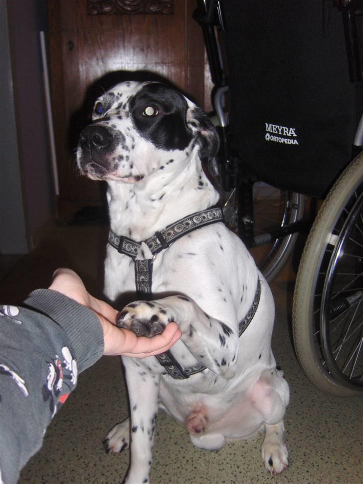 Blanding af racer pongo R.I.P billede 2