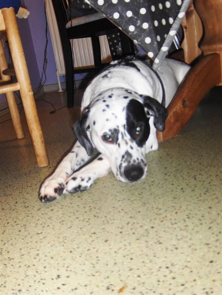 Blanding af racer pongo R.I.P billede 3
